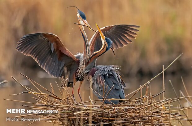 تصاویر منتخب حیات وحش هفته‎