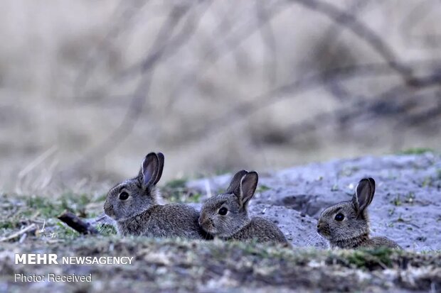تصاویر منتخب حیات وحش هفته‎