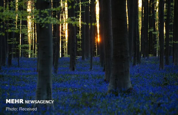 تصاویر منتخب حیات وحش هفته‎