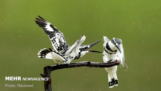 تصاویر منتخب حیات وحش هفته‎