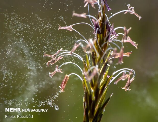 تصاویر منتخب حیات وحش هفته‎