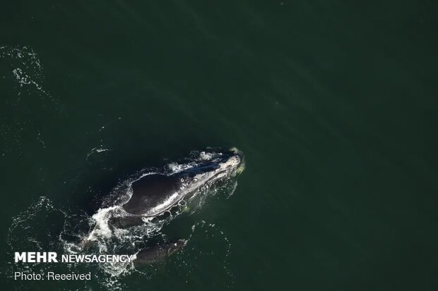 تصاویر منتخب حیات وحش هفته‎