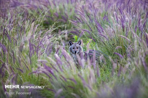 تصاویر منتخب حیات وحش هفته‎