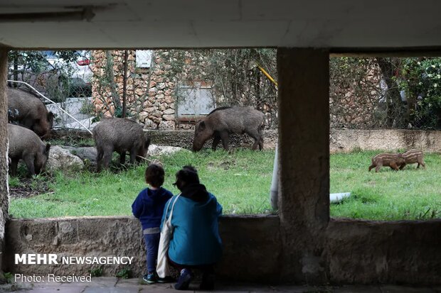 تصاویر منتخب حیات وحش هفته‎