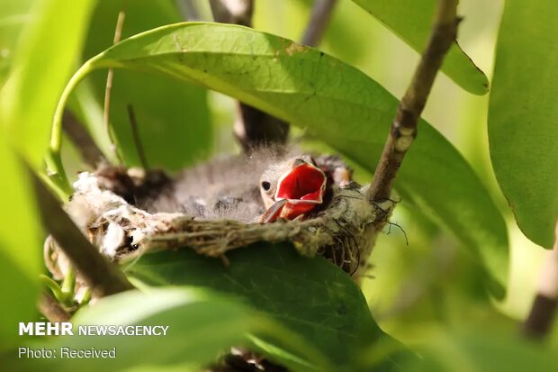 تصاویر منتخب حیات وحش هفته‎