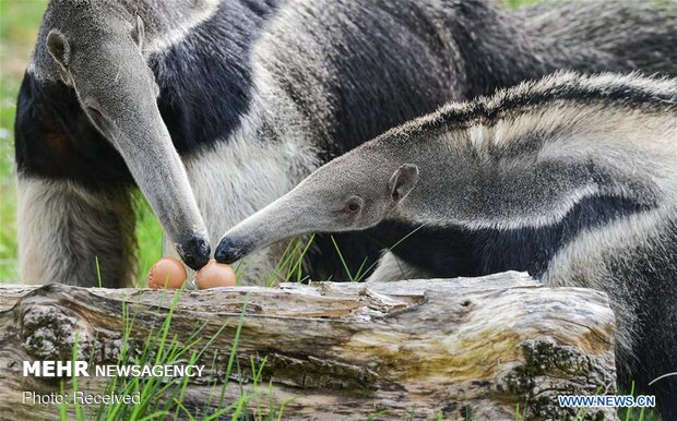 تصاویر منتخب حیات وحش هفته‎