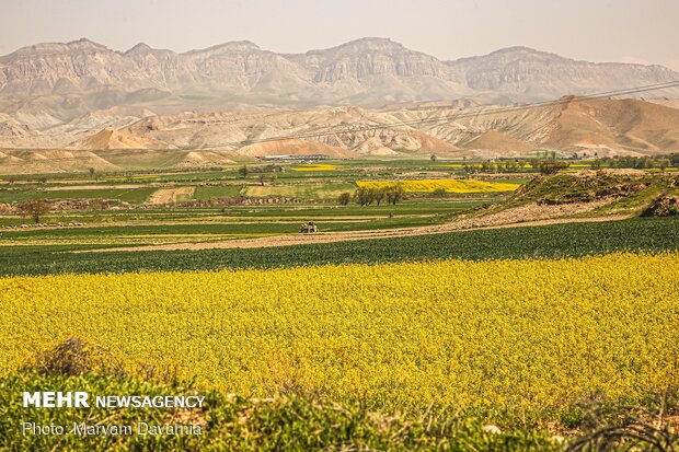 صوت أجراس الربيع في سهول "كلزا" شمال شرق ايران