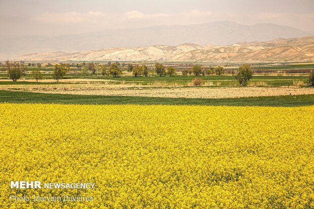 دشت کلزا، نمونه‌ای از نقاشی زیبای طبیعت در خراسان صوت أجراس الربيع في سهول "كلزا" شمال شرق ايران