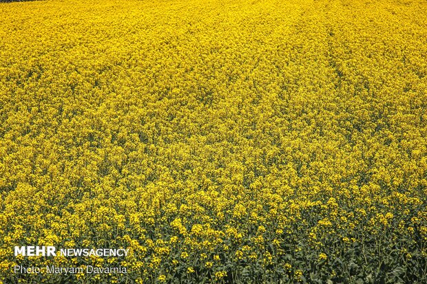 Rapeseed fields in North Khorasan Province
