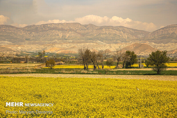 Rapeseed fields in North Khorasan Province
