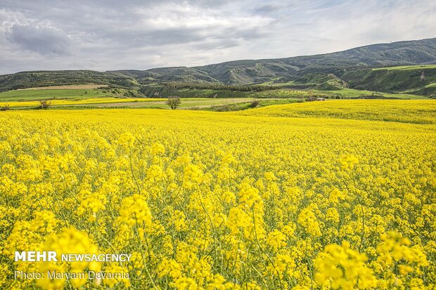 Rapeseed fields in North Khorasan Province
