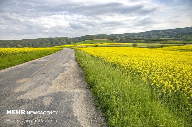 Rapeseed fields in North Khorasan Province
