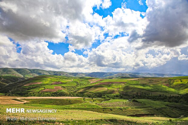 Rapeseed fields in North Khorasan Province
