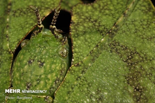 استتارهای باورنکردنی حشرات