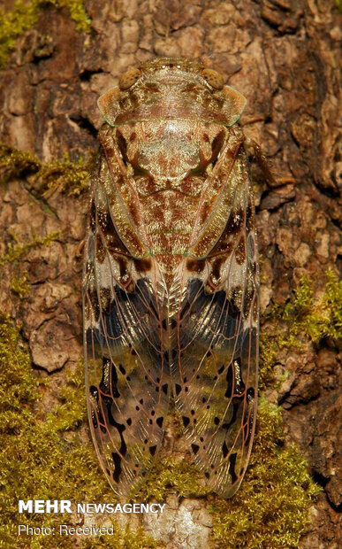 استتارهای باورنکردنی حشرات