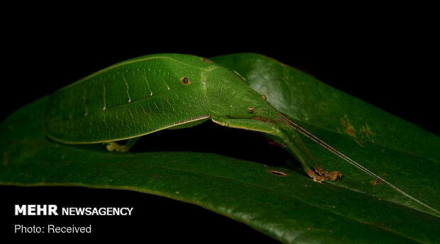 استتارهای باورنکردنی حشرات