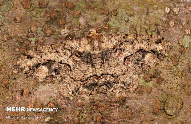 استتارهای باورنکردنی حشرات