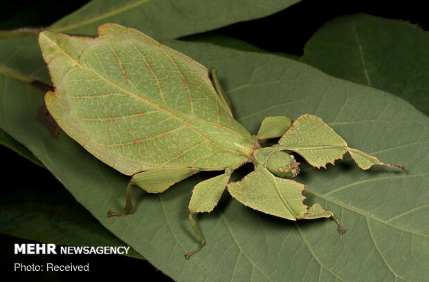 استتارهای باورنکردنی حشرات