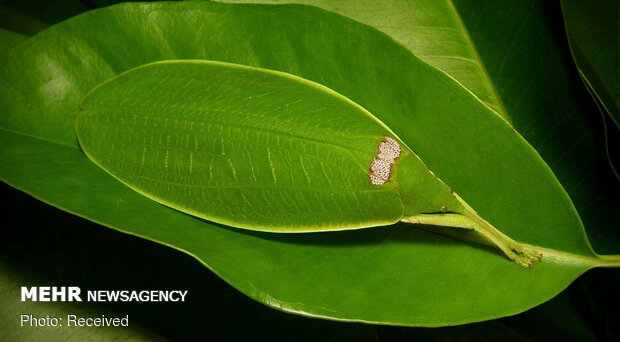 استتارهای باورنکردنی حشرات