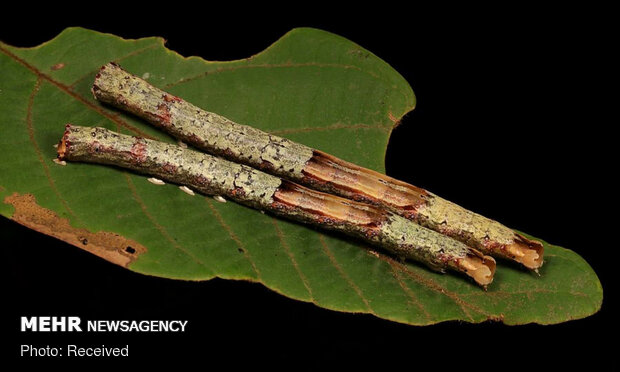 استتارهای باورنکردنی حشرات