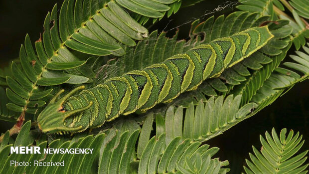 استتارهای باورنکردنی حشرات