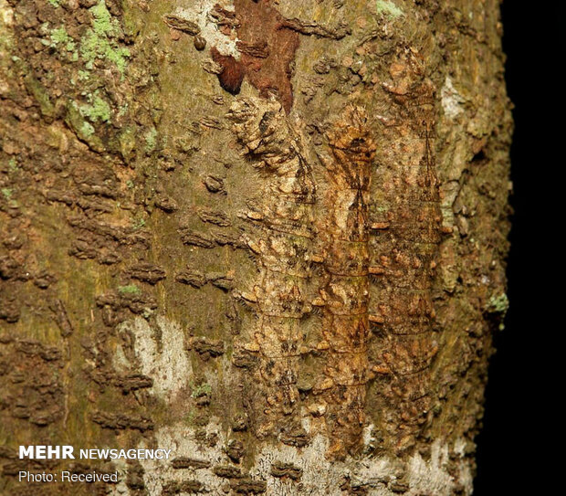 استتارهای باورنکردنی حشرات