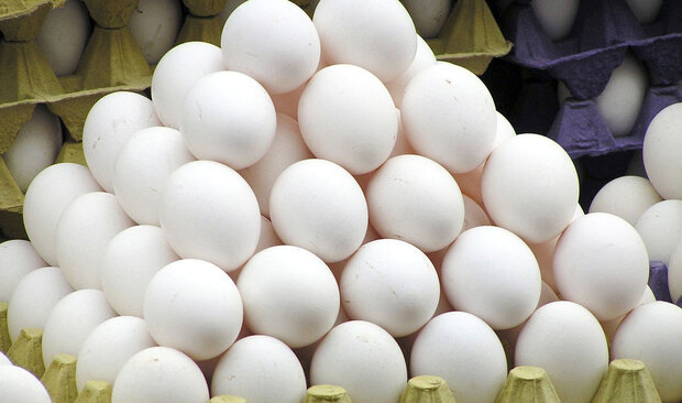 توزیع تخم‌مرغ تنظیم بازار در استان البرز آغاز شد