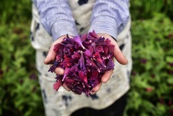 صوبہ گیلان میں گل گاؤ زبان برداشت کرنے کی تصاویر