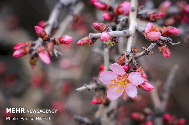 Prunus scorpia blossoms in Cahrmahahl and Bakhtiari