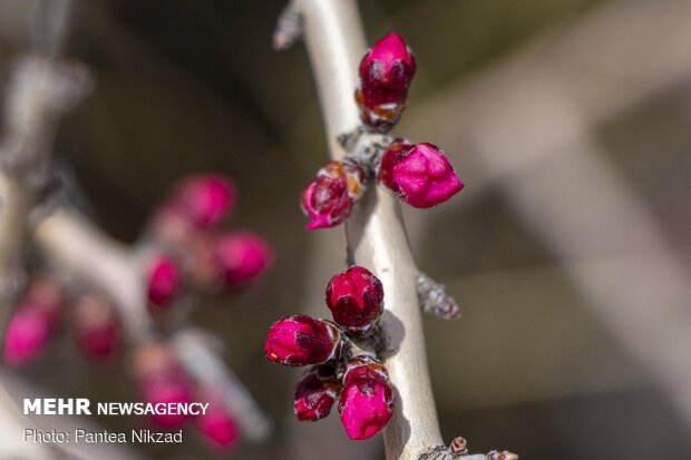 Prunus scorpia blossoms in Cahrmahahl and Bakhtiari