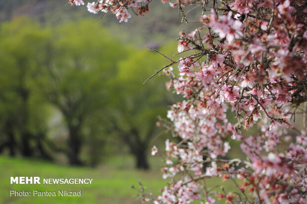 Prunus scorpia blossoms in Cahrmahahl and Bakhtiari