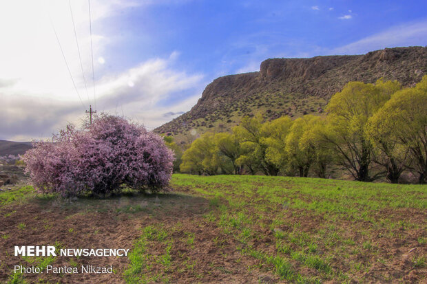 Prunus scorpia blossoms in Cahrmahahl and Bakhtiari