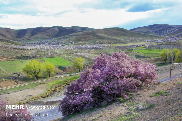 Prunus scorpia blossoms in Cahrmahahl and Bakhtiari