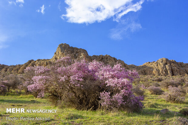 Prunus scorpia blossoms in Cahrmahahl and Bakhtiari