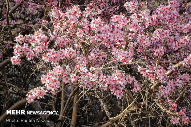 Prunus scorpia blossoms in Cahrmahahl and Bakhtiari