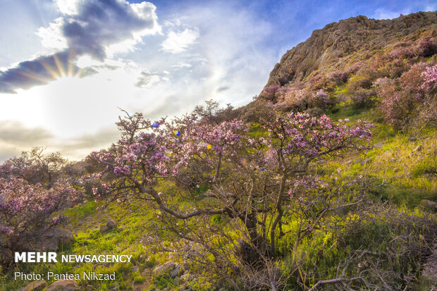 Prunus scorpia blossoms in Cahrmahahl and Bakhtiari