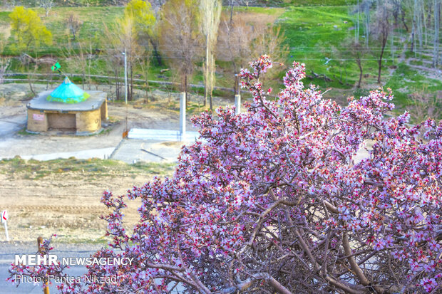 Prunus scorpia blossoms in Cahrmahahl and Bakhtiari