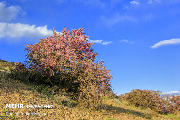 Prunus scorpia blossoms in Cahrmahahl and Bakhtiari
