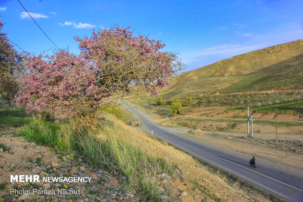 Prunus scorpia blossoms in Cahrmahahl and Bakhtiari