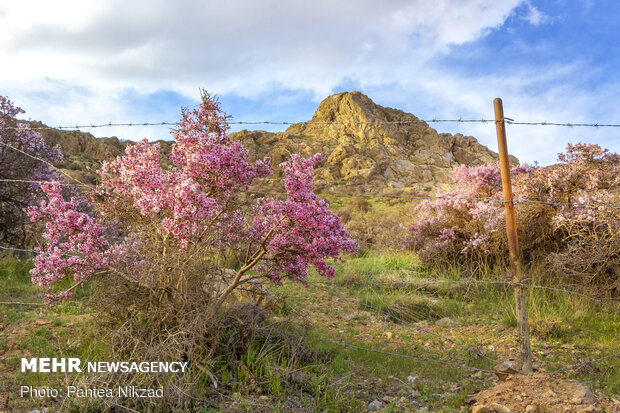 Prunus scorpia blossoms in Cahrmahahl and Bakhtiari