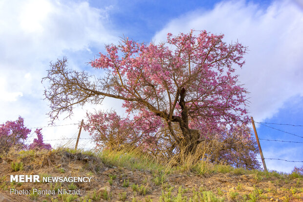 Prunus scorpia blossoms in Cahrmahahl and Bakhtiari