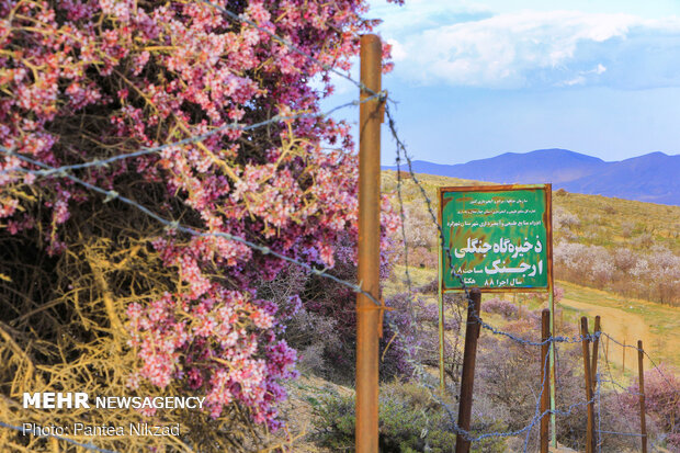 Prunus scorpia blossoms in Cahrmahahl and Bakhtiari