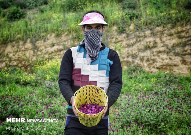 Harvesting ‘echium amoenum’ in N Iran