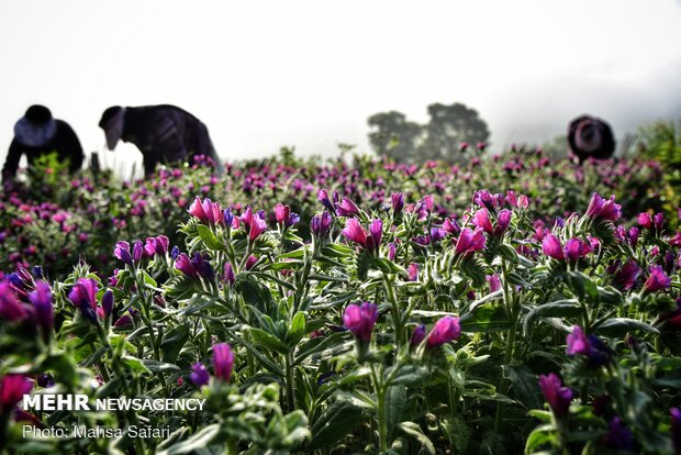 Harvesting ‘echium amoenum’ in N Iran