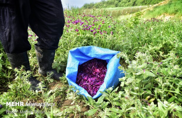 حصاد عشبة "رأس الافعى" في مزارع شمال ايران 