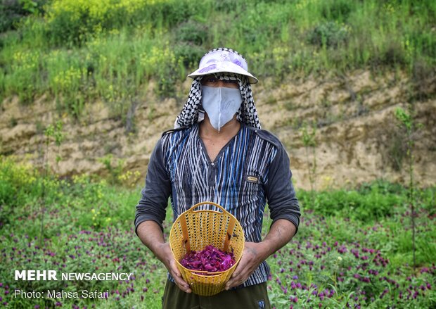 Harvesting ‘echium amoenum’ in N Iran