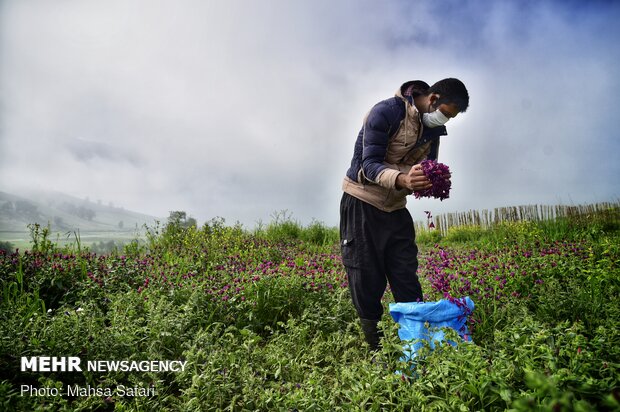حصاد عشبة "رأس الافعى" في مزارع شمال ايران 