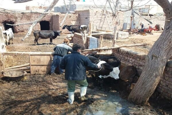 ایمن‌سازی و واکسیناسیون دام‌ها در شهرستان خوشاب آغاز شد