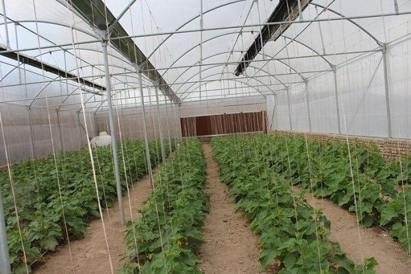 احداث گلخانه کوچک مقیاس راه حل برون رفت از بحران خشکسالی است