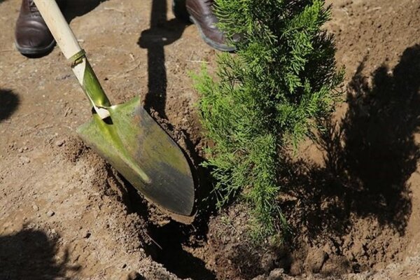 غرس ۵۰۰۰ اصله نهال همزمان با هفته منابع طبیعی در دماوند 